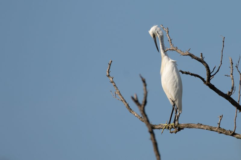Aigrette garzette